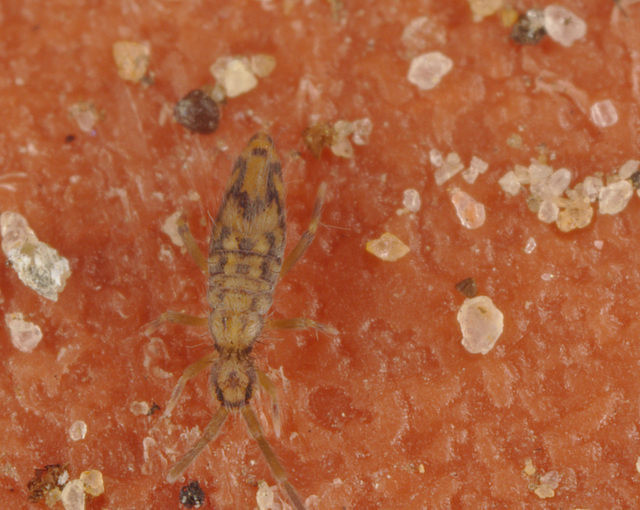 EFA0110springtail