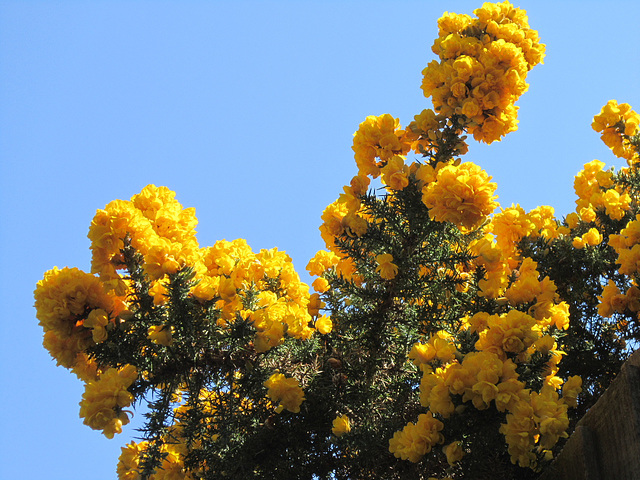 The beautiful gorse against the blue sky