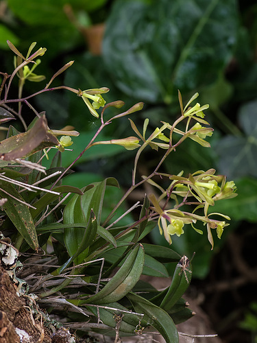 Epidendrum magnoliae (Green-fly orchid)