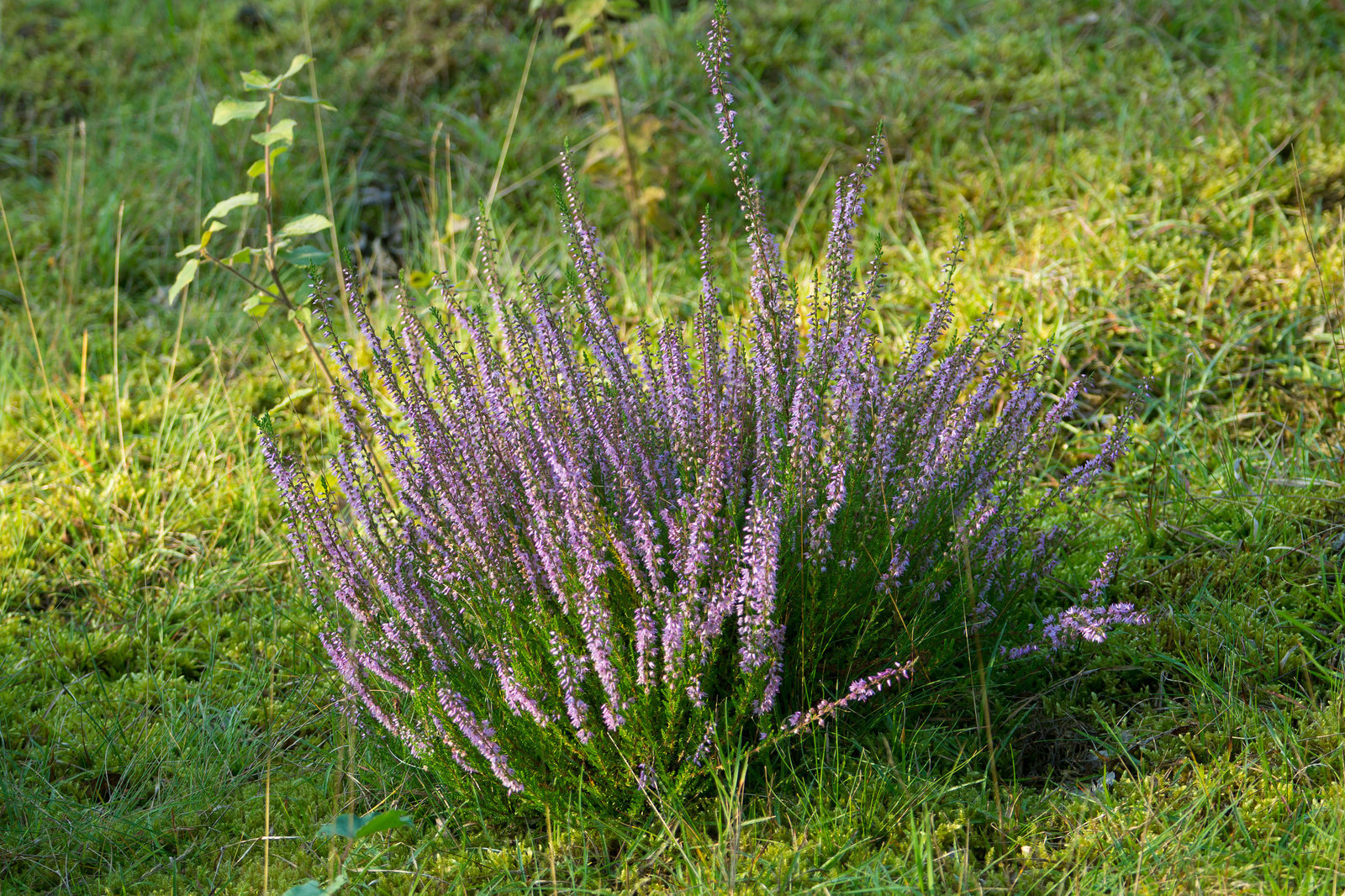 Hildener Heide