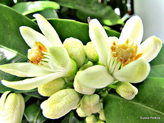 Tangelo Flowers