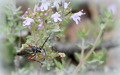 Hymenoptère