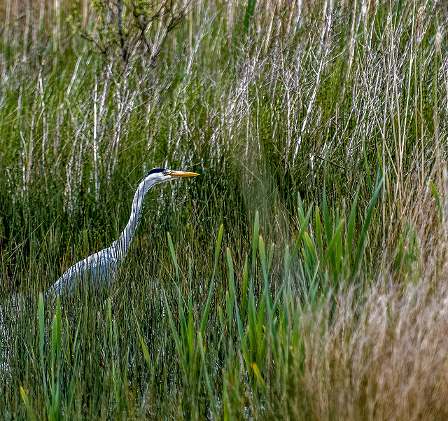 Heron2