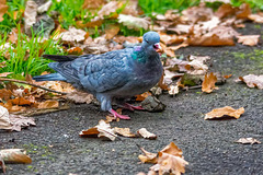 Stock dove 2