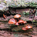 Fungi in the Ghost River forest