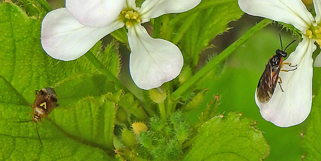 20210913 2844CPw [D~LIP] Rettich (Raphanus sativus), Insekt, Gemeine Wiesen-Wanze (Lygus pratensis), Bad Salzuflen