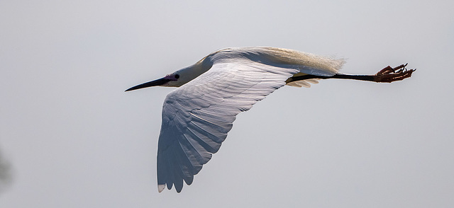 Little egret