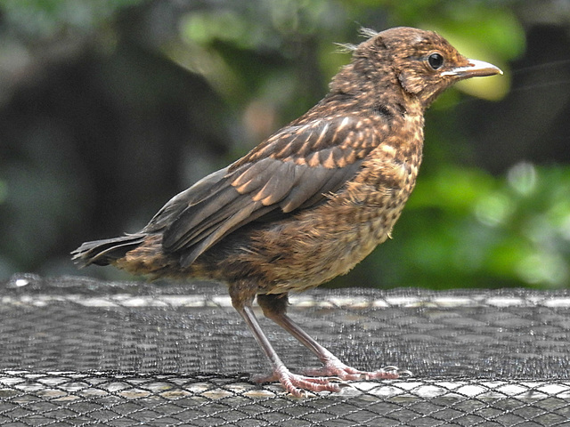 20230618 0991CPw [D~LIP] Amsel ( Turdus merula) [Schwarzdrossel] [JV], Bad Salzuflen