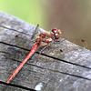 EOS 90D Peter Harriman 12 15 48 21400 commonDarter dpp