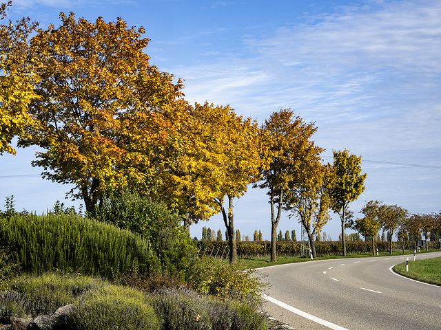 Herbst an der Weinstraße