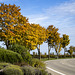 Herbst an der Weinstraße