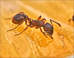 Red ant