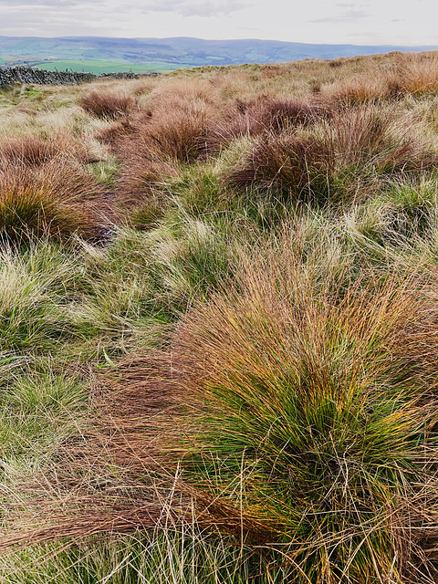 Red Tussock grass