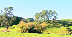 Tree Covered Hill