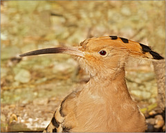 Huppe - Portrait en profile