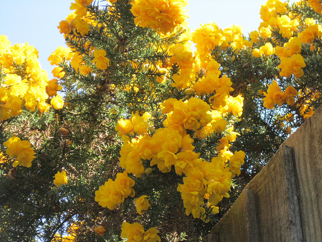 The gorse is gorgeous