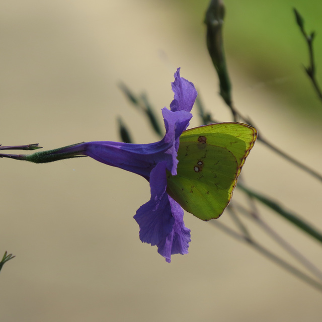 Sulfur butterfly