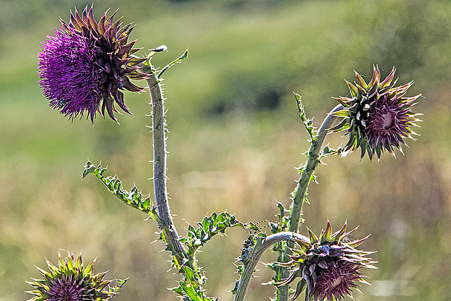 20170518 3317VRAw [A+H] Distel, Neusiedler See