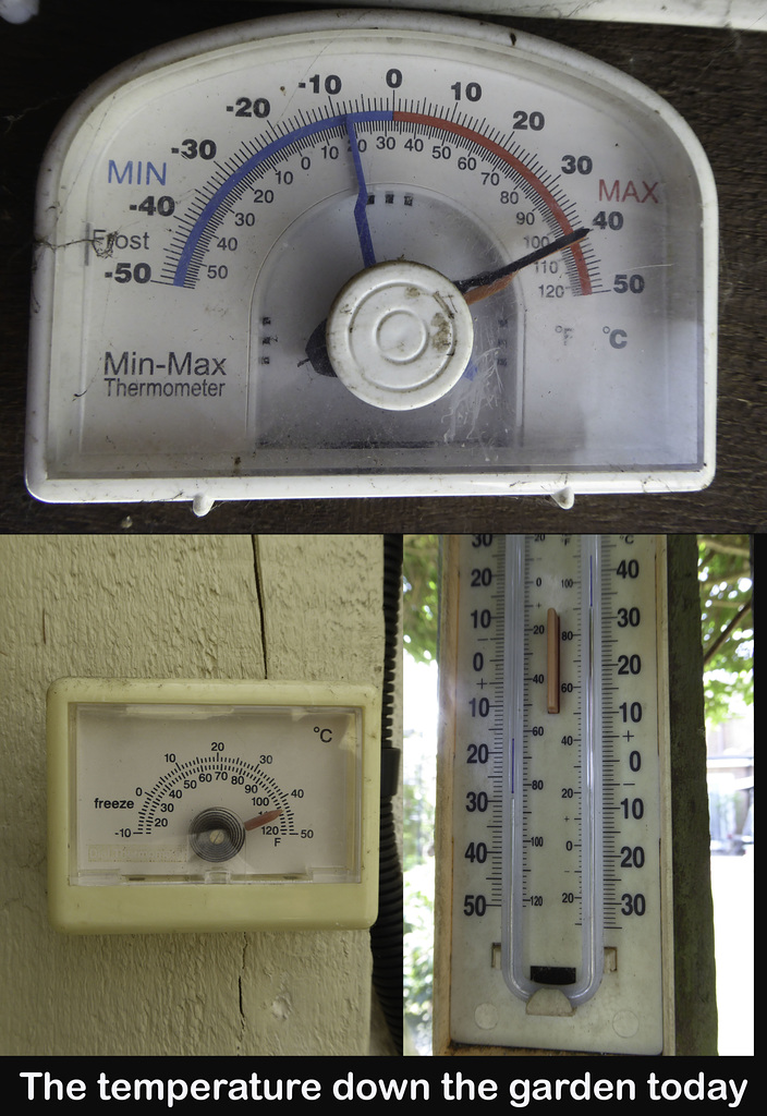 Quite hot down the garden today
