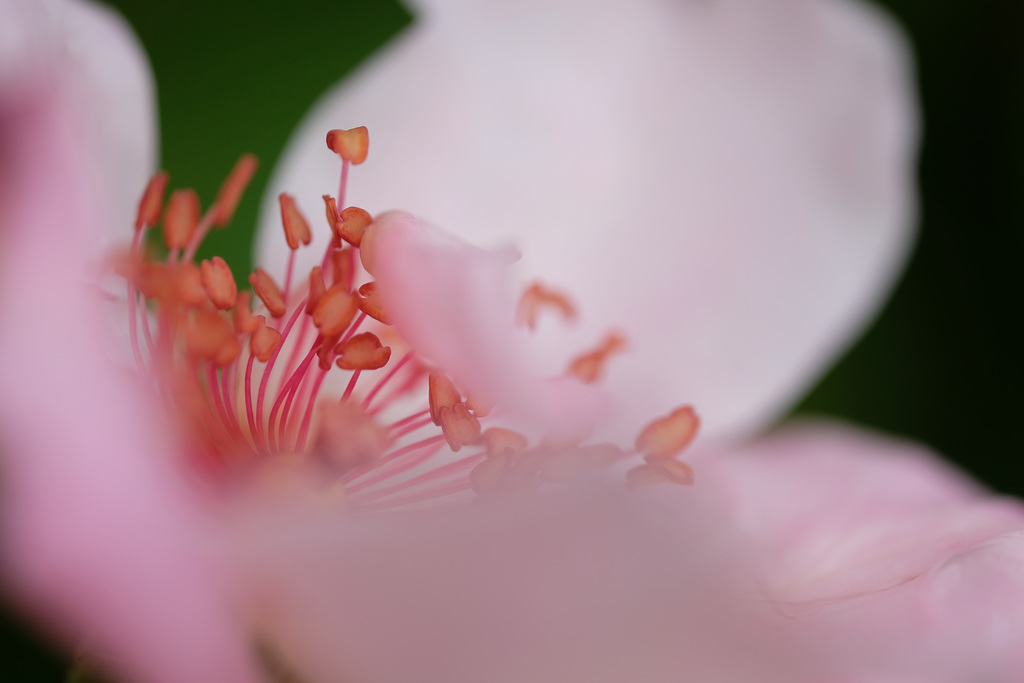 DSCF3701