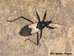 69 Assassin Bug 1