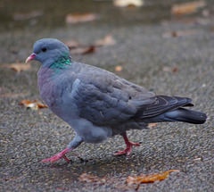 Stock dove walkabout