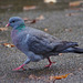 Stock dove walkabout