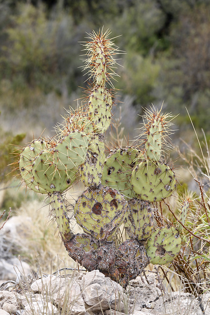 Engelmann's Prickly Pear