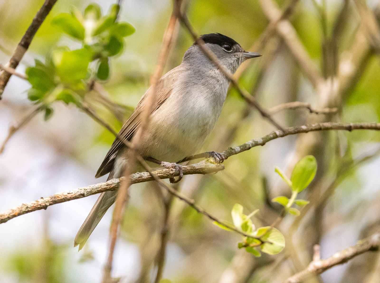 Blackcap male