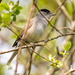 Blackcap male