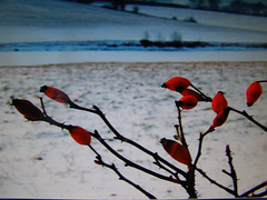 Red Winter fruit