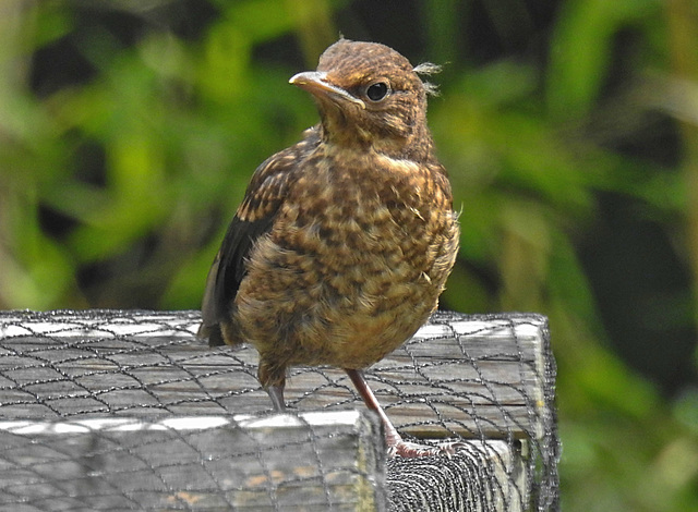 20230618 0992CPw [D~LIP] Amsel ( Turdus merula) [Schwarzdrossel] [JV], Bad Salzuflen
