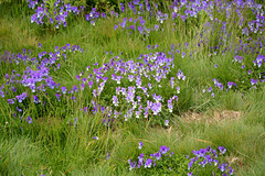 Bulgaria, Blue Wild Flowers in the "Rila Lakes" Circus