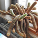 20260204 1358CPw [D~LIP] Kaktee (Echinopsis ...) BS