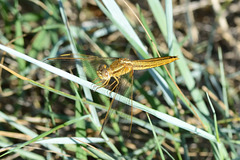 DSC 4521 Broad Scarlet f (Crocothemis erythraea)