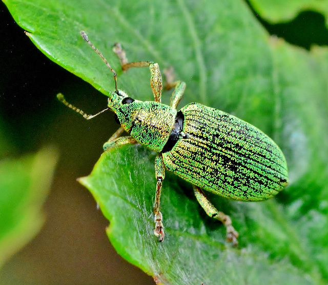 Weevil. Phyllobius pomaceus