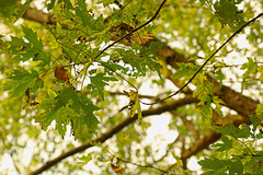 Bokeh Of Leaves