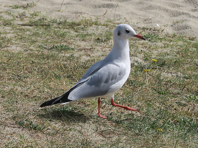 Mouette rieuse, Ile Tudy (Finistère, France)