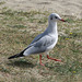 Mouette rieuse, Ile Tudy (Finistère, France)