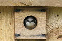 Tree Swallow