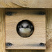 Tree Swallow