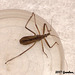 70 Assassin Bug 2