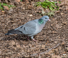 Stock dove. (1)