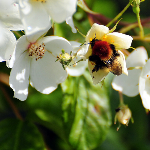 Climbing Rose with Bee