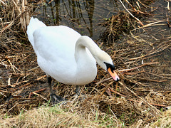 'Schwan bei der Arbeit'