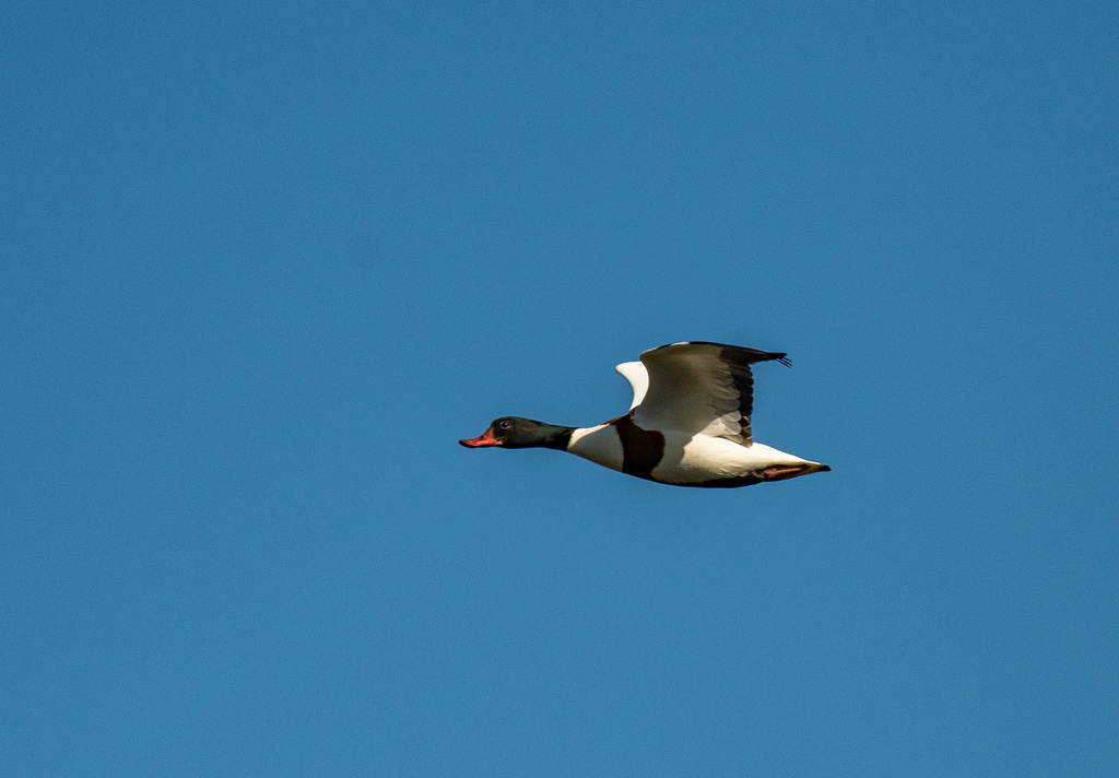 Shelduck