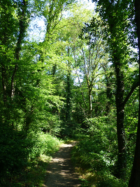 DE - Andernach - Auf dem Höhlen- und Schluchtensteig