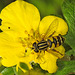 20210913 2846CPw [D~LIP] Fingerstrauch (Dasiphora fruticosa), Sumpfschwebfliege, Bad Salzuflen