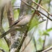 Blackcap female