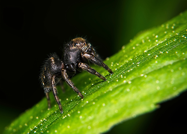 Evarcha,die schwarze Springspinne :))  Evarcha, the black jumping spider :))  Evarcha, l'araignée sauteuse noire :))